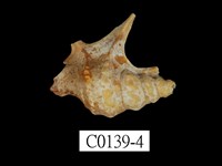 藏品(鵜足螺)的圖片